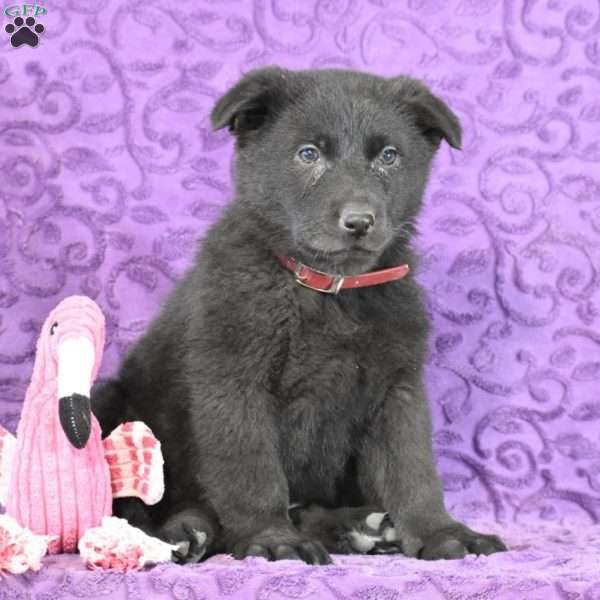 Quandace, German Shepherd Puppy